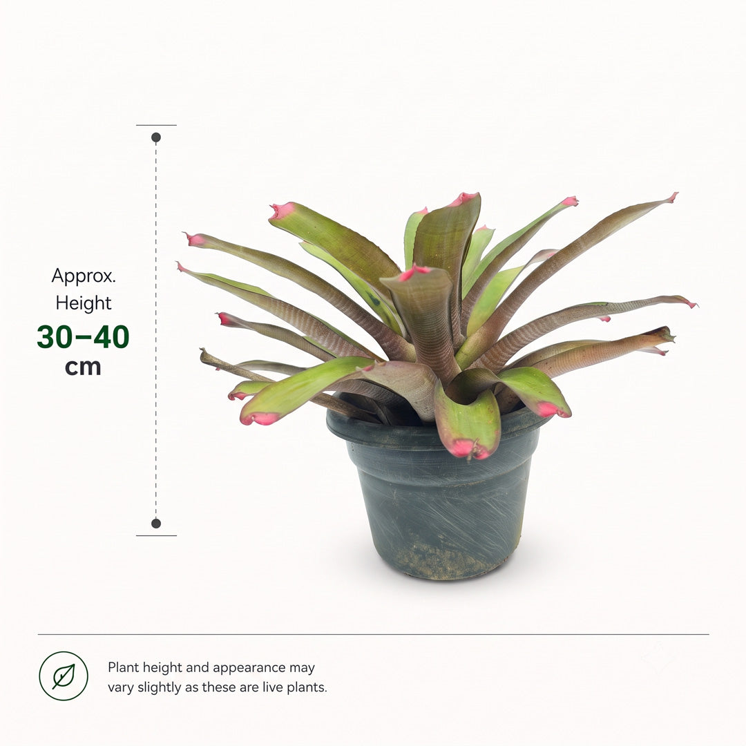 The Plantor