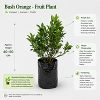 Bush Orange - Fruit Plant