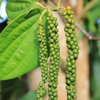 Bush Pepper - Fruit Plant