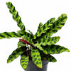 Calathea Rattlesnake - Indoor Plant