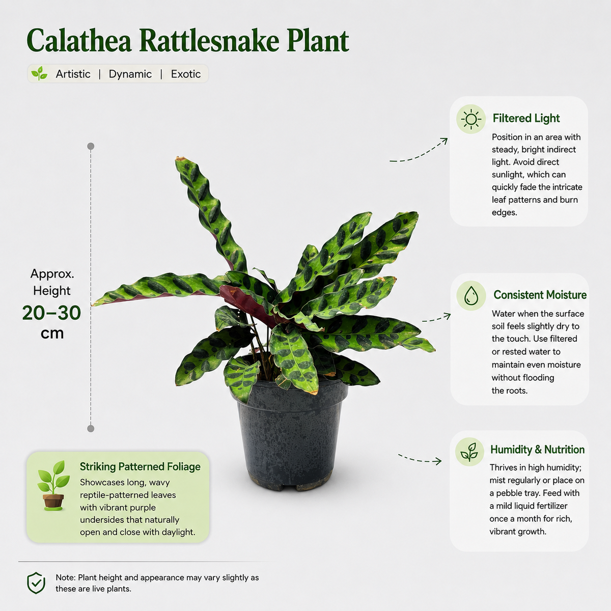 The Plantor