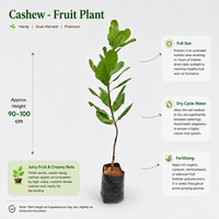 Cashew (Grafted) - Fruit Plant