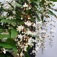 Chain Of Glory - Landscaping Plant
