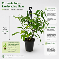 Chain Of Glory - Landscaping Plant