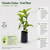 Chamba Nadan - Fruit Plant