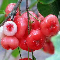 Chamba Nadan - Fruit Plant