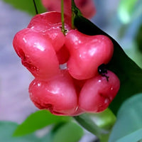 Chamba Nadan - Fruit Plant