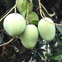 Chandrakaran Mango Plant