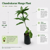 Chandrakaran Mango Plant