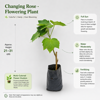 The Plantor