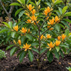 Chembakam Yellow - Outdoor Flowering Plant