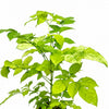 China Doll Golden Small - Indoor Plant