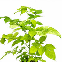 The Plantor