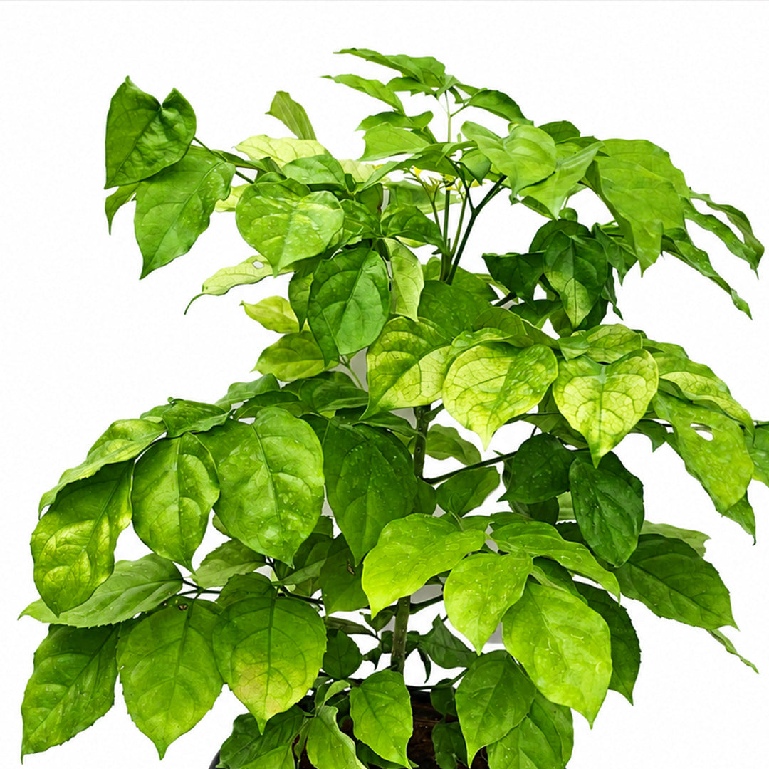 The Plantor