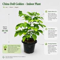 The Plantor