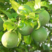 Chinese Mosambi - Fruit Plant