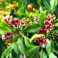 Clove (Grambu) - Medicinal Plant