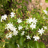 Coimbatore Jasmine - Outdoor Flowering Plant
