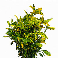 The Plantor