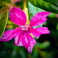 The Plantor