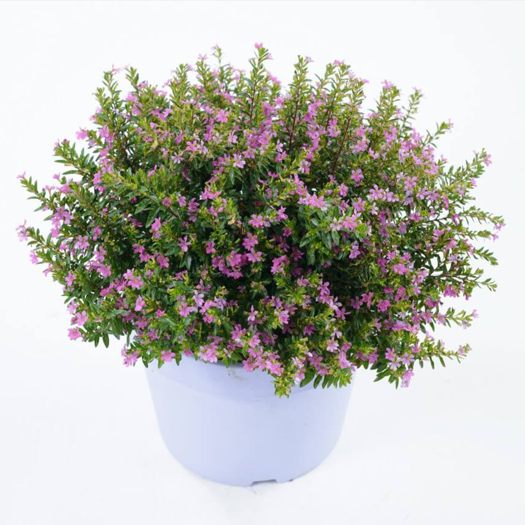 The Plantor