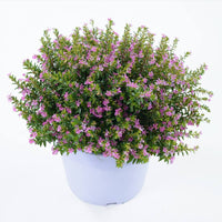 The Plantor