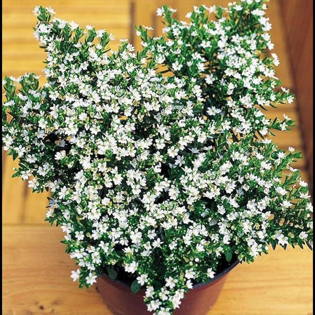 The Plantor