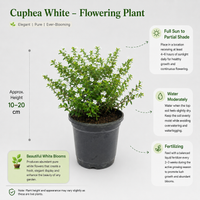 The Plantor