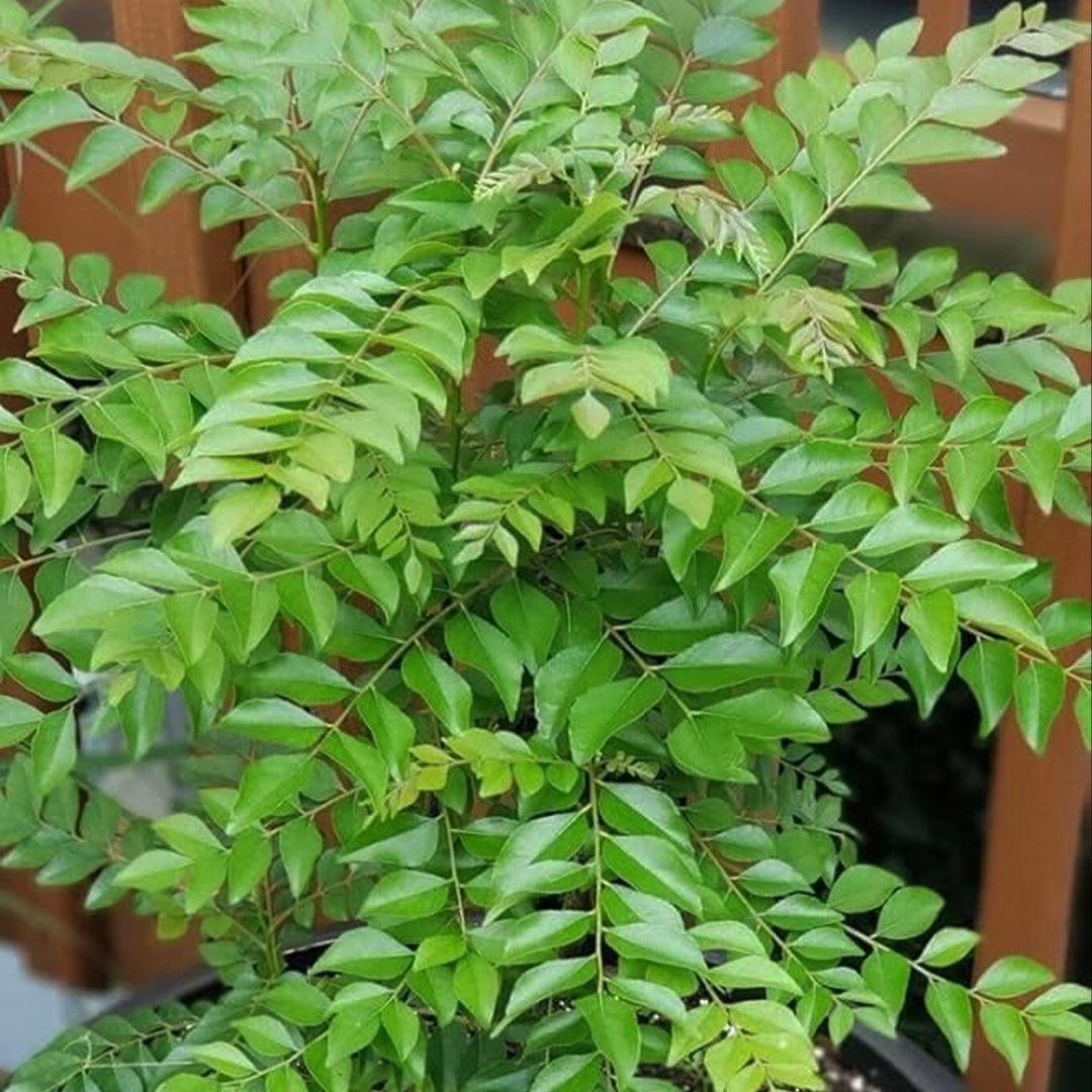 The Plantor