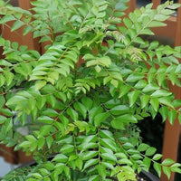 Curry Leaves - Medicinal Plant