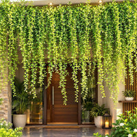 Curtain Plant - Creeper Plant