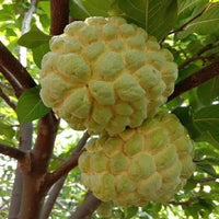 Custard Apple Gold (Seethapazham) - Fruit Plant