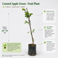 Custard Apple Green (Seethapazham) - Fruit Plant