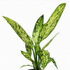 Dieffenbachia Star Bright - Indoor Plant