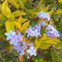 Duranta Gold - Landscaping Plant