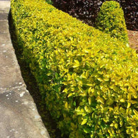Duranta Gold - Landscaping Plant