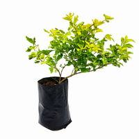 Duranta Gold - Landscaping Plant