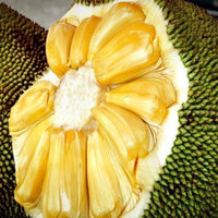Eviarc Jackfruit - Fruit Plant