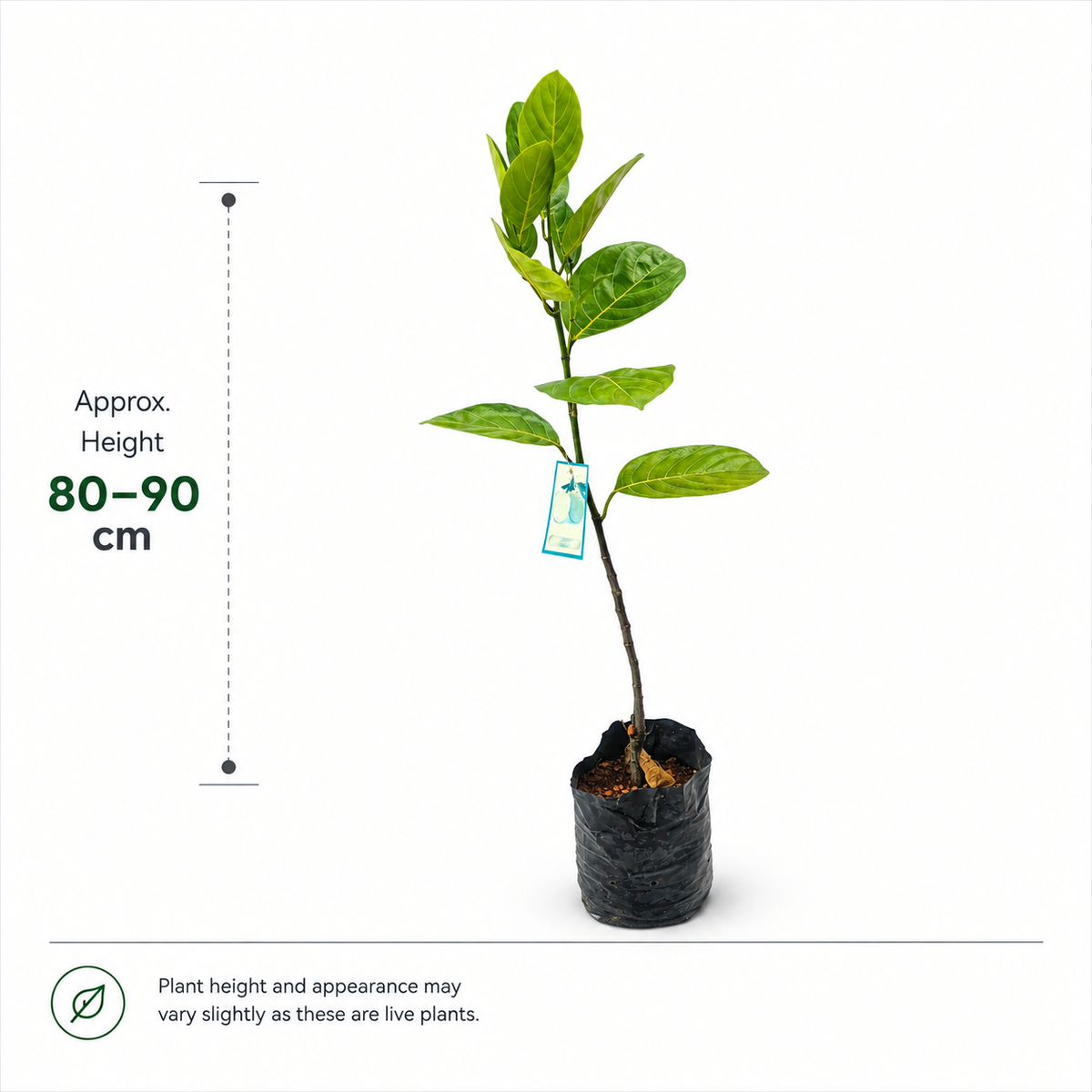 The Plantor