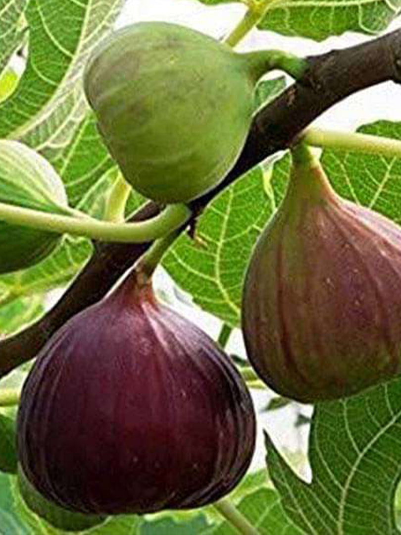 Fig (Anjeer) - Fruit Plant