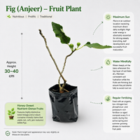 The Plantor
