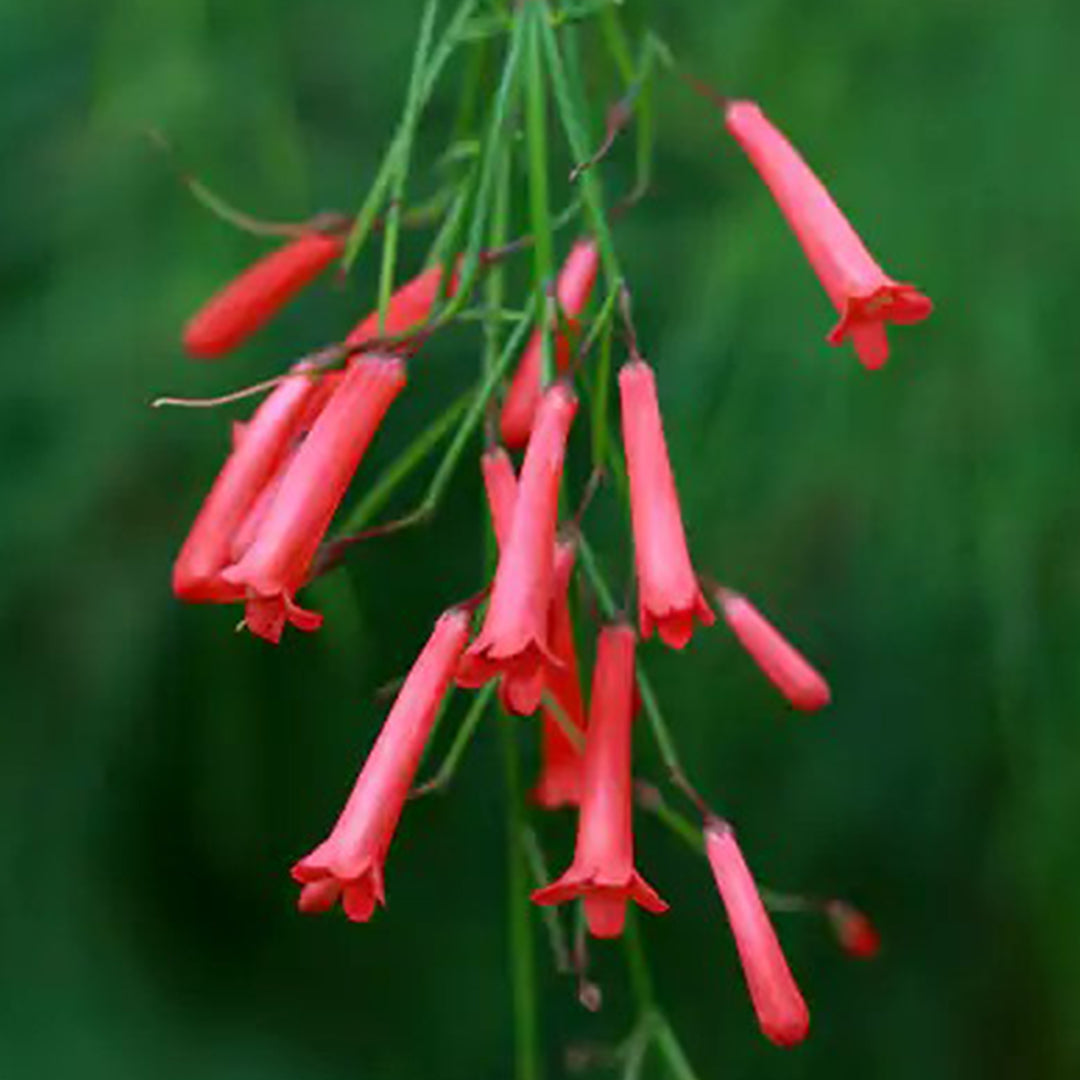 The Plantor