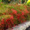 Fire Cracker Red - Outdoor Flowering Plant