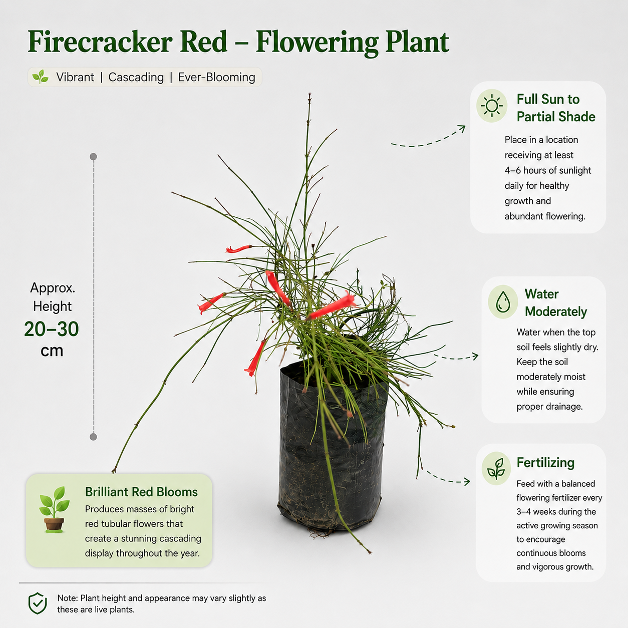 The Plantor