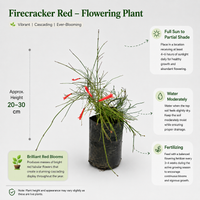 The Plantor