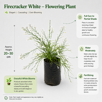 The Plantor