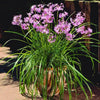 Garlic Lily - Outdoor Flowering Plant