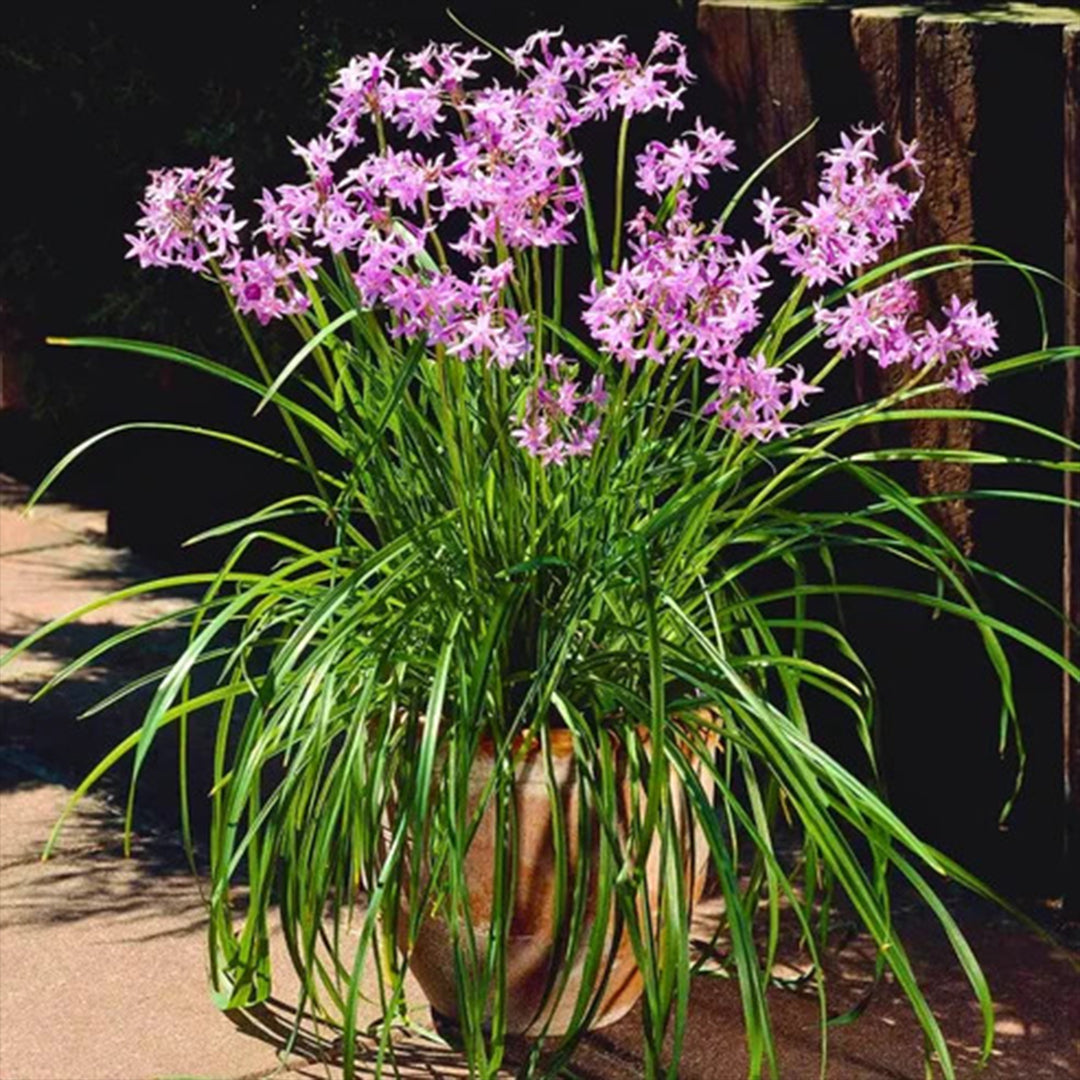 The Plantor