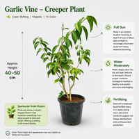 The Plantor
