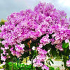 Garlic Vine Big - Creeper Plant